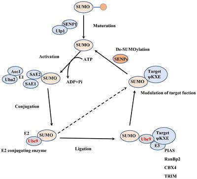 Tissue adaptation to metabolic stress: insights from SUMOylation